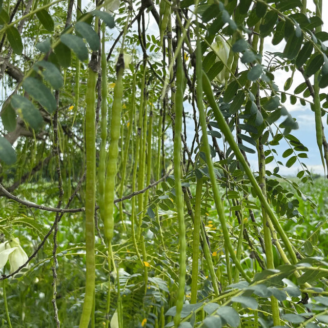 What Does Moringa Do? Complete UK Guide — NutritionGo UK guide