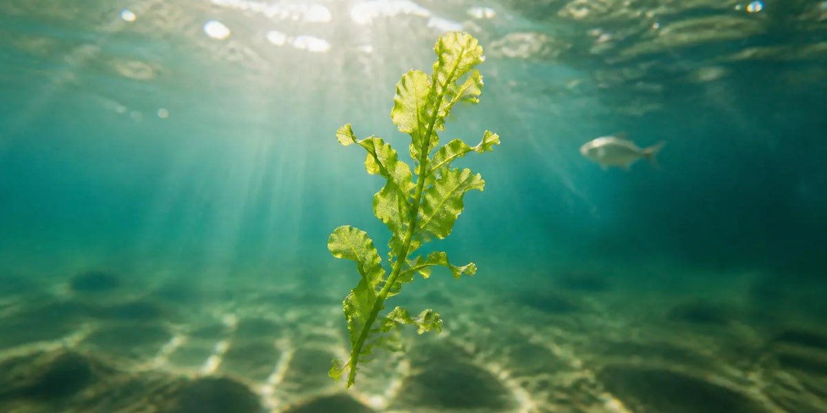 Algae in sunlit sea water with a fish in the background — vegan omega 3 vs fish oil, NutritionGo UK guide vegan omega 3 vs fish oil