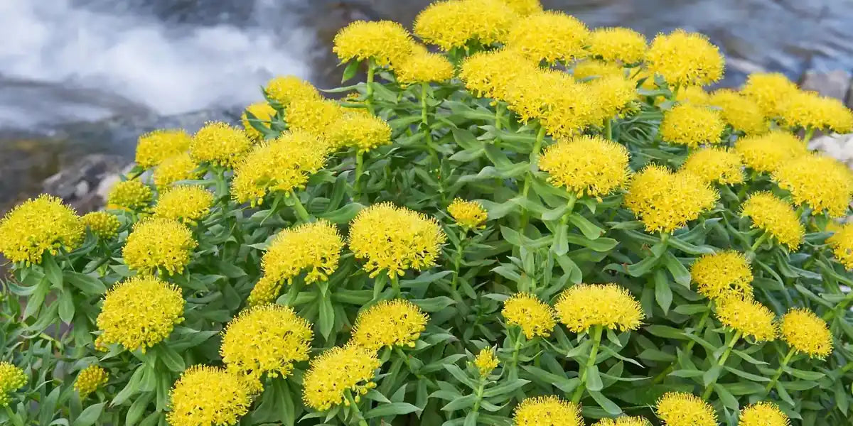 What Does Rhodiola Rosea Do? The 7 Benefits
