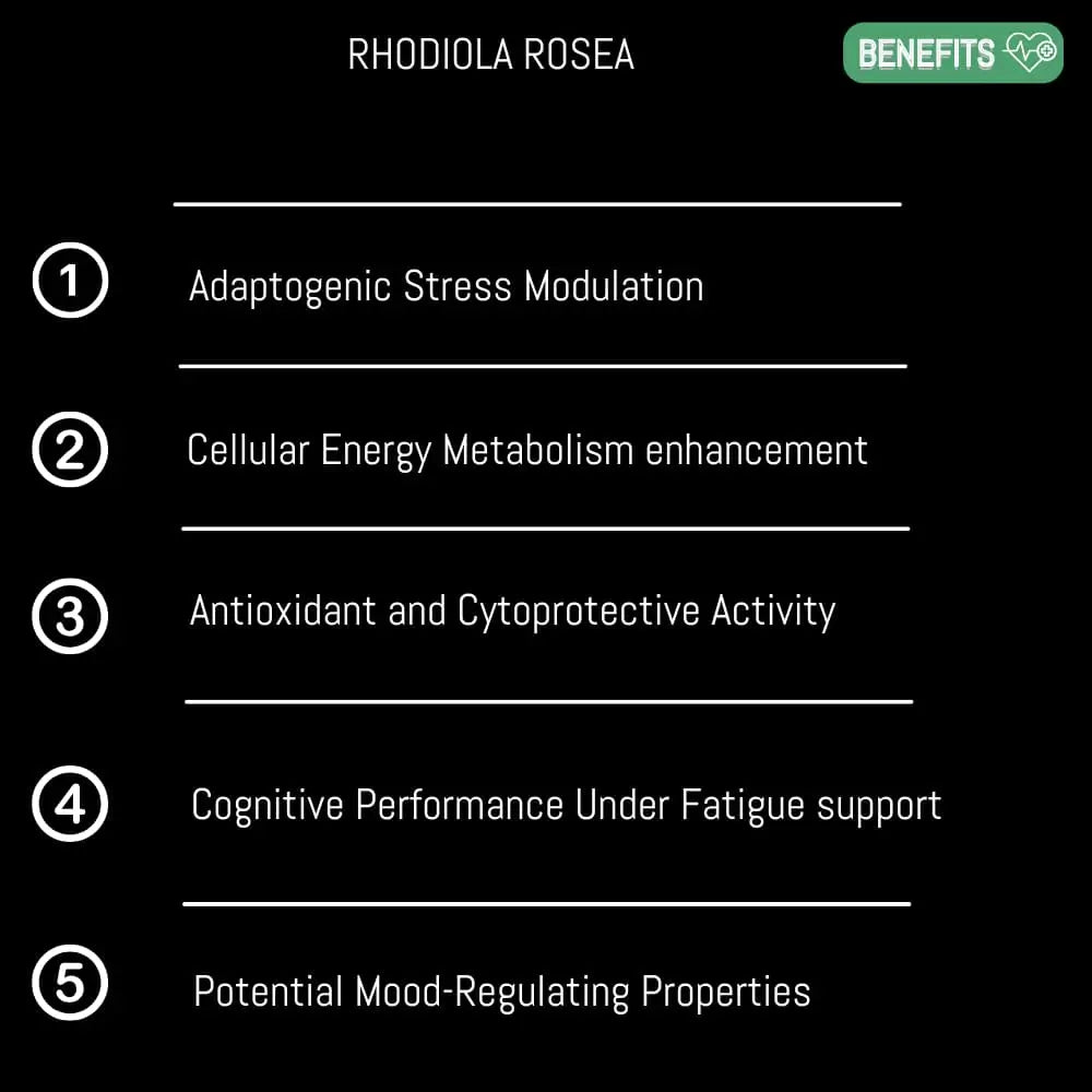 Rhodiola rosea root benefits